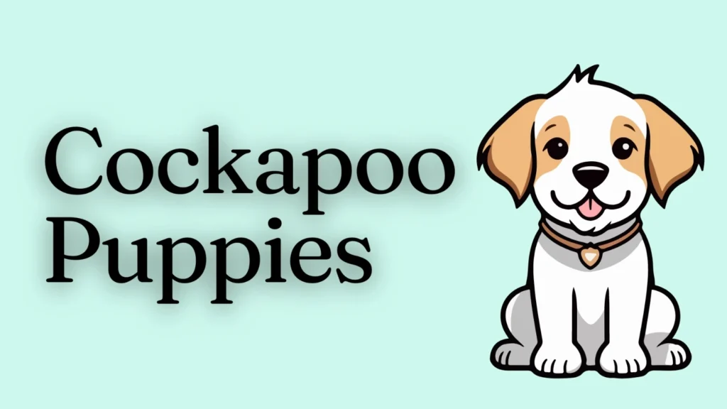 best cockapoo puppies