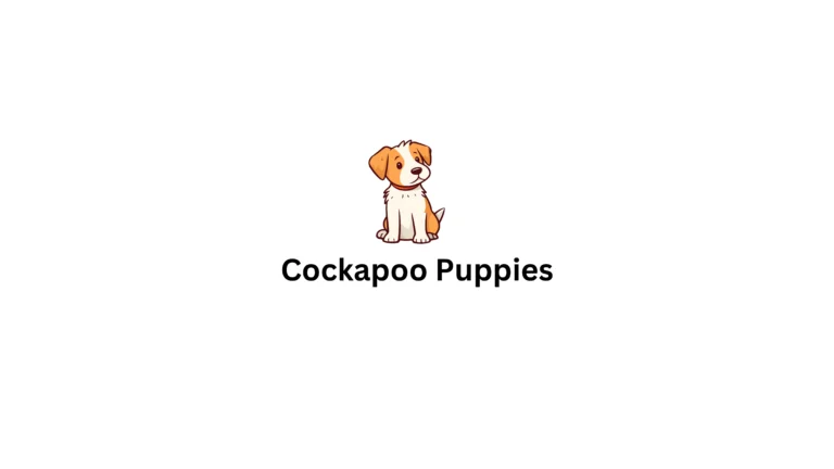 Cockapoo Puppies