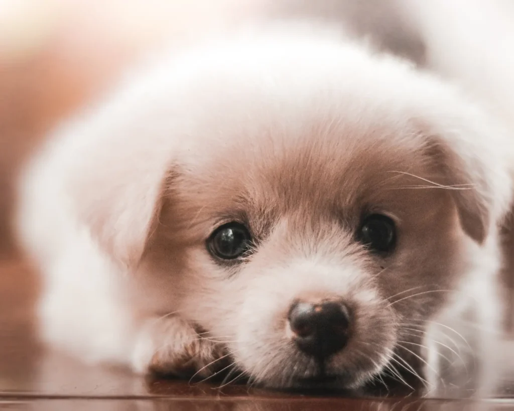 Cute Fluffy Puppy