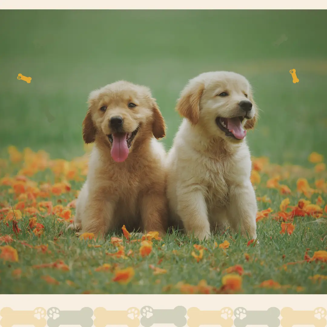 feature image of fluffy puppies